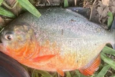 Ikan kedua dipercayai dari spesies Red-bellied Piranha yang didakwa ditemui seorang pemancing di Sungai Klau, Raub baru-baru ini. Foto: FB JEJAK AIR TAWAR