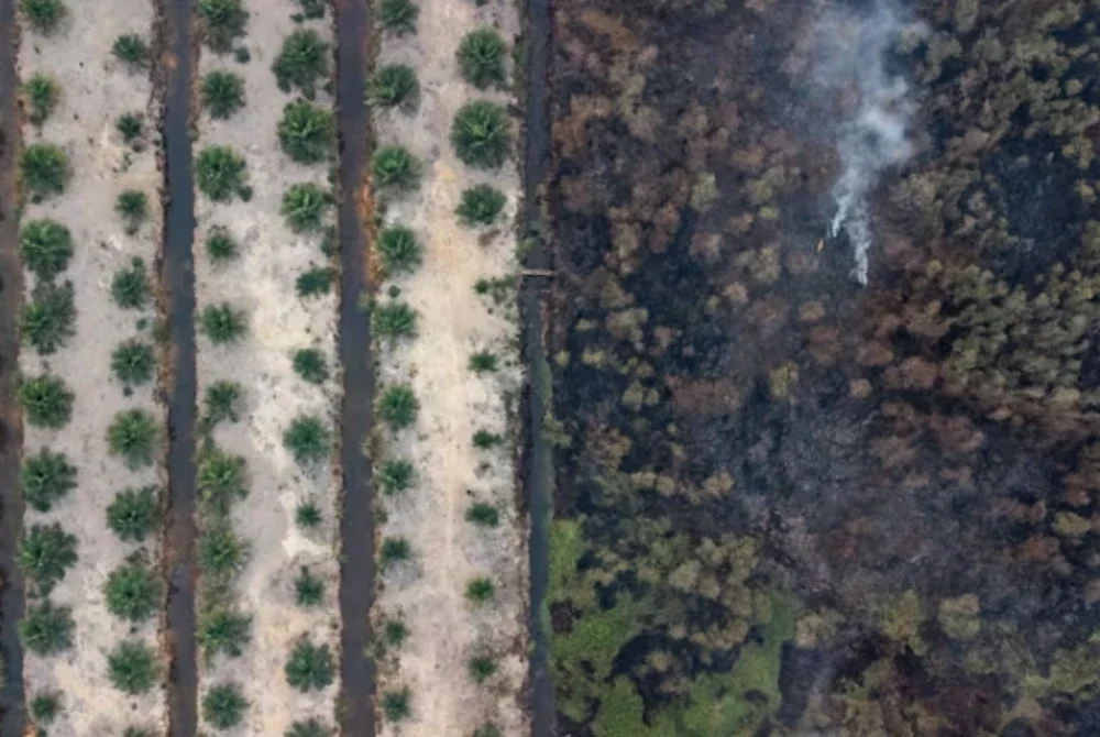Kesan kebakaran hutan yang telah dipadamkan berhampiran kawasan ladang di Ogan Ilir, Sumatera Selatan. Foto: AFP, Agensi