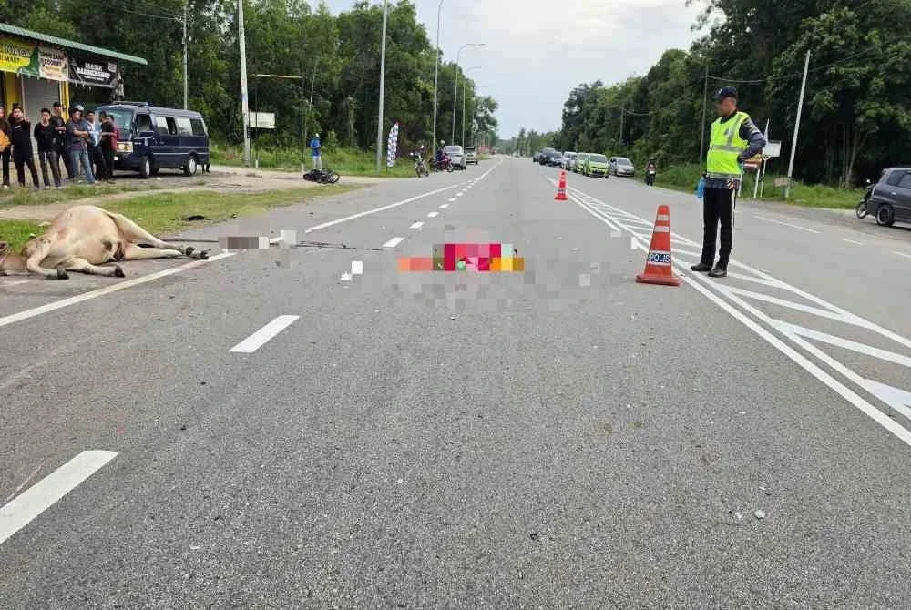 Seekor lembu dipercayai melintas jalan dari arah kiri ke kanan secara tiba-tiba.