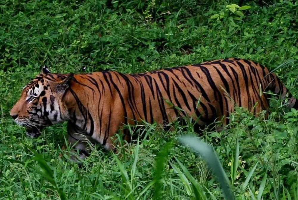 Penduduk Kampung Selarong, Pengkalan Hulu diminta berwaspada susulan serangan harimau belang terhadap ternakan di kawasan kebun dan ladang sawit kampung itu pada 20 September lepas. - Gambar hiasan