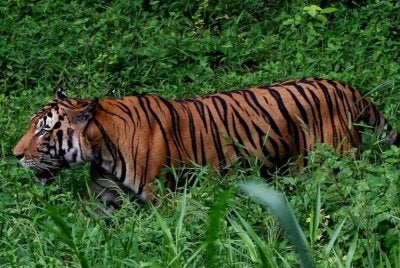 Penduduk Kampung Selarong, Pengkalan Hulu diminta berwaspada susulan serangan harimau belang terhadap ternakan di kawasan kebun dan ladang sawit kampung itu pada 20 September lepas. - Gambar hiasan