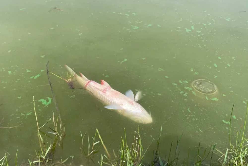 Laporan diterima daripada Majlis Daerah Perak Tengah selepas menemui bangkai ikan dalam kuantiti yang banyak di tasik berkenaan. Foto: Polis Perak