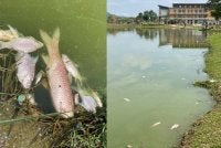 Siasatan yang turut melibatkan Jabatan Perikanan Perak dan JAS Perak itu mendapati hanya dua jenis ikan ditemui mati iaitu ikan lampam dan ikan jelawat. Foto: Polis Perak