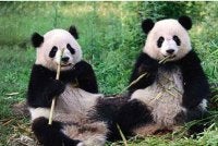 Sepasang panda Ping Ping dan Fu Shuang yang bakal ditempatkan di Zoo Atlanta menerusi kerjasama pemuliharaan antarabangsa antara China dan AS. - Agensi