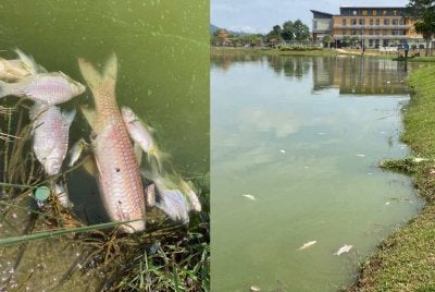 Siasatan yang turut melibatkan Jabatan Perikanan Perak dan JAS Perak itu mendapati hanya dua jenis ikan ditemui mati iaitu ikan lampam dan ikan jelawat. Foto: Polis Perak