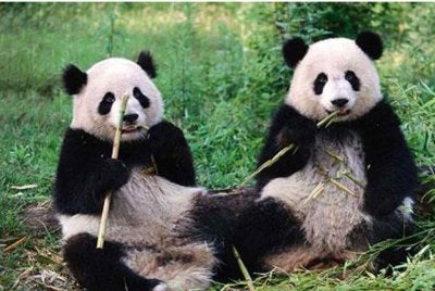 Sepasang panda Ping Ping dan Fu Shuang yang bakal ditempatkan di Zoo Atlanta menerusi kerjasama pemuliharaan antarabangsa antara China dan AS. - Agensi