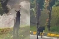 Tangkap layar rakaman video tular perkongsian di Threads @Tenggiling69 berkenaan kehadiran kambing gurun di sekitar Genting Highlands.