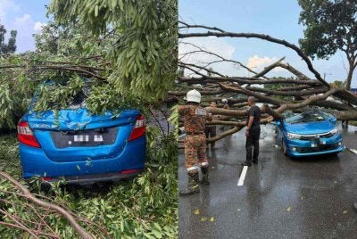 Pokok tumbang itu menimpa dua kenderaan iaitu Perodua Bezza dan Perodua Alza di Jalan Simpang Pulai-Lahat, Station 18 berhampiran sebuah pasar raya, Ipoh pada Selasa.