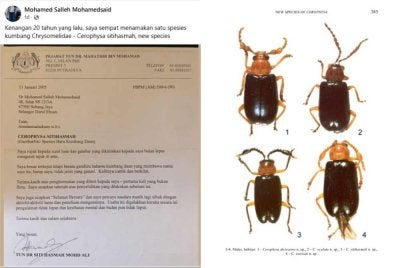 Hantaran Facebook Mohamed Salleh mengenai kenangan 20 tahun lalu apabila beliau menamakan spesies baharu kumbang daun sebagai Cerophysa sitihasmah.