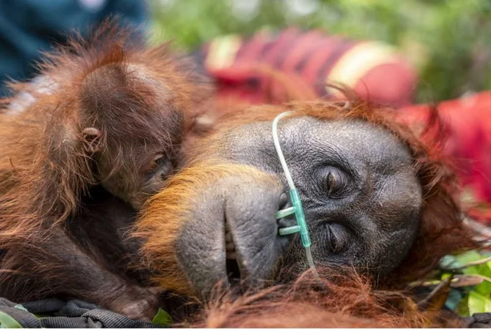 Seekor orang utan bersama anaknya diselamatkan selepas lemas akibat asap tebal di Ketapang, Kalimantan Barat. Foto Agensi