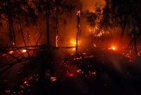 Kebakaran hutan masih merebak. Foto Agensi