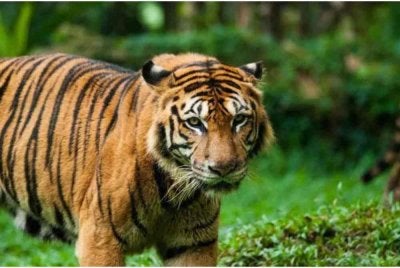 Penduduk di beberapa lokasi sekitar Ulu Kinta gempar berikutan penemuan kesan tapak kaki dipercayai milik seekor harimau belang . - Gambar hiasan