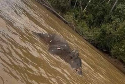 Bangkai seekor gajah Pygmy Borneo dilihat hanyut dipercayai dibawa arus di Sungai Kinabatangan, 