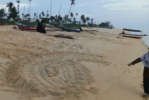Seekor penyu belimbing dikesan mendarat dan bertelur di Pantai Jambu Bongkok, Marang awal pagi tadi. Foto: Jabatan Perikanan 