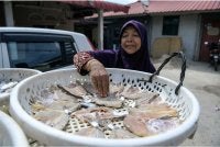 Seorang penduduk Bukit Malut menyusun pelbagai jenis ikan untuk dikeringkan sebelum dijual di sekitar kawasan Langkawi. Foto Bernama