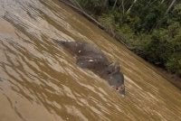 Bangkai gajah yang dilaporkan hanyut di Sungai Kinabatangan.