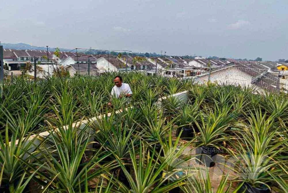 Pemandangan kebun nanas di atas bumbung kediaman Izudin di Kuantan.