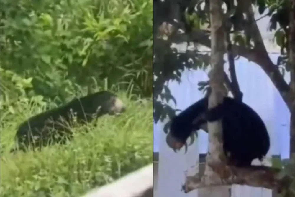 Tangkap layar kelibat kehadiran serta gangguan beruang matahari di kawasan penempatan penduduk di Gerik.- Foto: TikTok Fazel JRTB