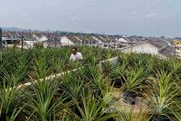 Pemandangan kebun nanas di atas bumbung kediaman Izudin di Kuantan.