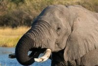Botswana merupakan negara yang mempunyai populasi gajah terbesar di dunia. Foto: Fail BBC
