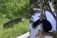 Tangkap layar kelibat kehadiran serta gangguan beruang matahari di kawasan penempatan penduduk di Gerik.- Foto: TikTok Fazel JRTB