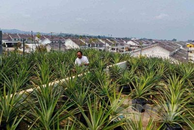 Pemandangan kebun nanas di atas bumbung kediaman Izudin di Kuantan.