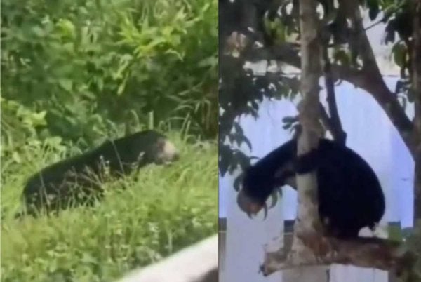 Tangkap layar kelibat kehadiran serta gangguan beruang matahari di kawasan penempatan penduduk di Gerik.- Foto: TikTok Fazel JRTB