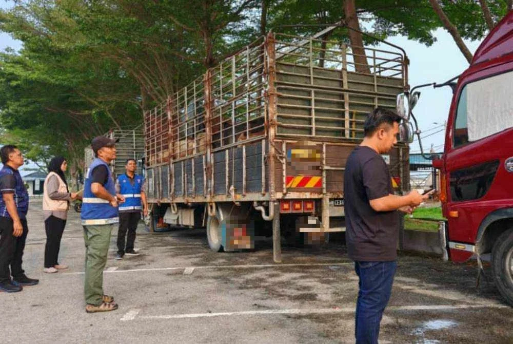 Sepasukan penguat kuasa JPV Perak bersama anggota PGA Ulu Kinta berjaya menggagalkan cubaan memindahkan 63 ekor lembu hidup tanpa kebenaran dari Kelantan ke Lembah Klang melalui laluan Cameron Highlands.
