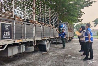 Hasil risikan dan tindakan pantas pasukan penguat kuasa berjaya mengesan serta menahan kenderaan terbabit sebelum ternakan berkenaan dibawa ke destinasi ditetapkan.