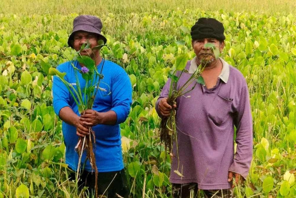 Zulmizan dan Mohd Kamal menunjukkan keladi agas yang meresahkan pesawah di Paya Sepayang.