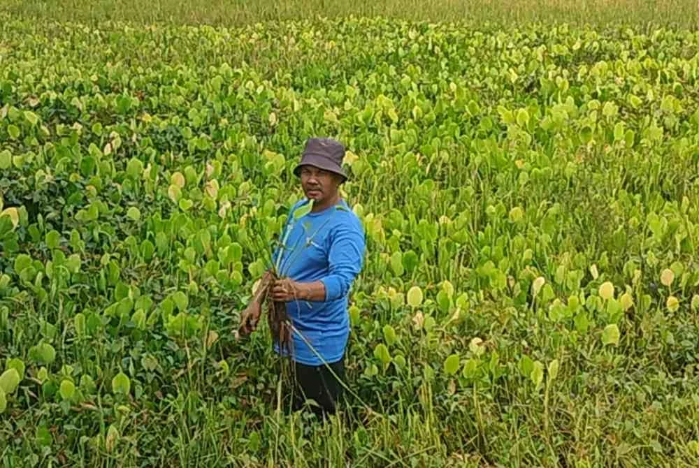Zulmizan berada dalam petak sawah yang penuh dengan keladi agas dan paku rawan.