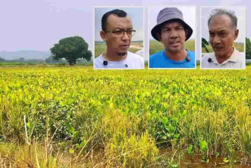Petak sawah diusahakan pesawah dipenuhi keladi agas dan paku rawan. Gambar kecil: Mohd Fadzli, Zulmizan dan Gani.
