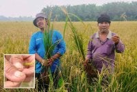 Zulmizan dan Mohd Kamal menunjukkan pokok padi yang diserang ulat batang. Gambar kecil: Ulat batang yang menyerang padi pesawah.