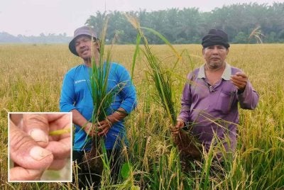 Zulmizan dan Mohd Kamal menunjukkan pokok padi yang diserang ulat batang. Gambar kecil: Ulat batang yang menyerang padi pesawah.