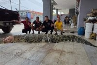 Jeffery (dua dari kanan) menunjukkan buaya sepanjang 4.15 meter dengan berat lebih 400kg yang berjaya ditangkap di Sungai Rajang.