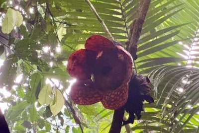 Bunga Rafflesia mengembang di Lata Jarum, Ulu Dong.