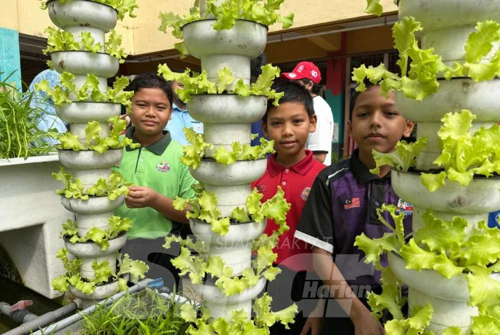 Salad yang tumbuh hasil semaian murid dan guru dalam program di Kota Bharu.