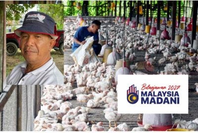 Harga makanan ternakan seperti pelet kini semakin mahal berikutan peningkatan kos operasi termasuk susulan kenaikan harga diesel. Foto kecil: Kamarudin