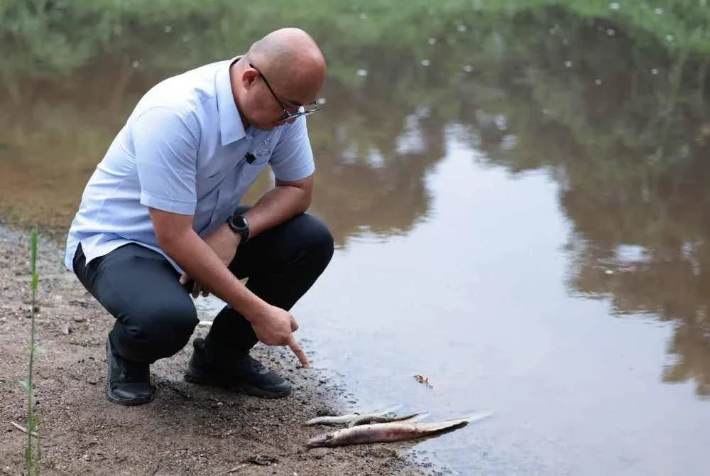 Fadzli menunjukkan antara spesies ikan yang ditemukan mati ketika tinjauannya di Sungai Gali dan Sungai Lampan. - - FOTO: FB Fadzli