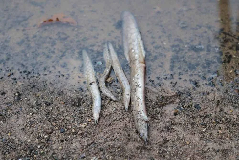Antara spesies ikan yang mati akibat pencemaran di di Sungai Gali dan Sungai Lampan. - FOTO: FB Fadzli