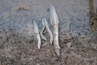Antara spesies ikan yang mati akibat pencemaran di di Sungai Gali dan Sungai Lampan. - FOTO: FB Fadzli 
