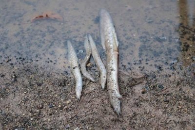 Antara spesies ikan yang mati akibat pencemaran di di Sungai Gali dan Sungai Lampan. - FOTO: FB Fadzli 