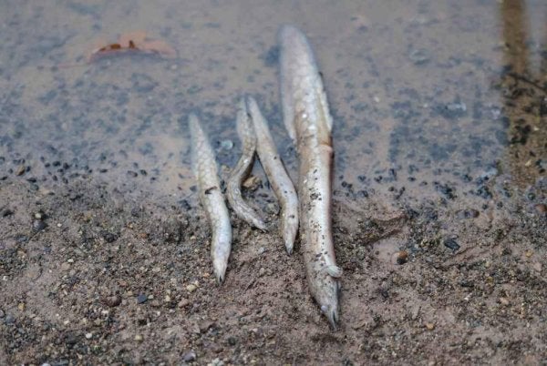 Antara spesies ikan yang mati akibat pencemaran di di Sungai Gali dan Sungai Lampan. - FOTO: FB Fadzli 