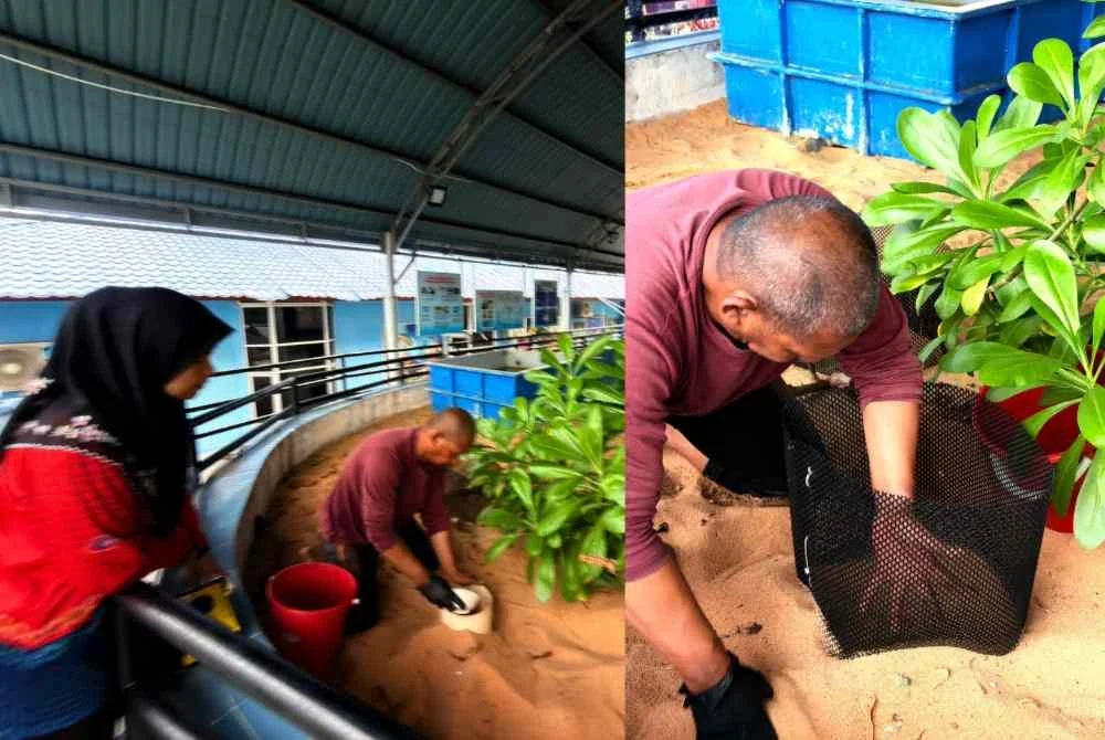 Sebanyak 48 biji telur penyu belimbing berjaya diselamatkan selepas seekor ibu penyu belimbing kembali mendarat untuk bertelur di Pantai Rantau Abang, Dungun pada Sabtu.