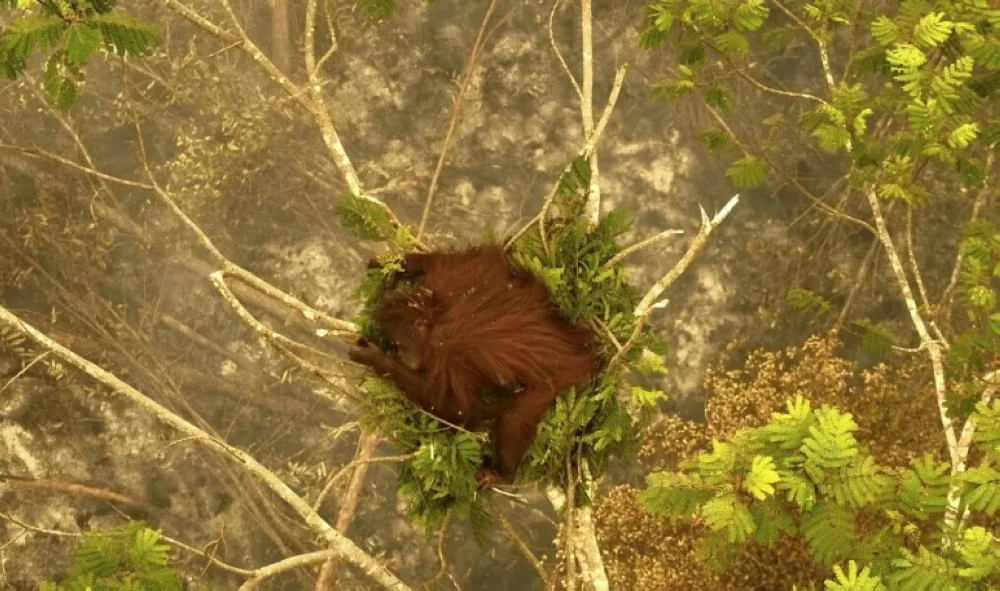 Orang utan melecur redah kebakaran hutan Borneo Orang utan melecur redah kebakaran hutan Borneo