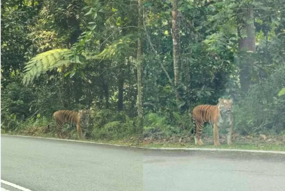 Gambar tular menunjukkan kelibat seekor harimau belang yang didakwa ditemui berhampiran Simpang Bukit Fraser menghala ke Kuala Kubu Bharu. Foto tular media sosial.