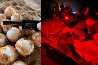 Sebahagian daripada 48 biji telur penyu yang ditinggalkan ibu penyu belimbing di Pantai Rantau Abang awal pagi Sabtu.