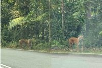 Gambar tular menunjukkan kelibat seekor harimau belang yang didakwa ditemui berhampiran Simpang Bukit Fraser menghala ke Kuala Kubu Bharu. Foto tular media sosial.