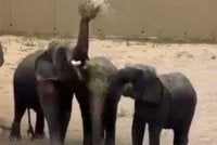 Pakar biologi gajah gesa Dara, Amoi, Kelat dibawa pulang ke Kuala Gandah kerana bimbang kebanikan tiga ekor gajah itu di Tennoji Zoo, Osaka.