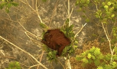Novita berpaut pada pokok sebelum diselamatkan pada bulan lalu.